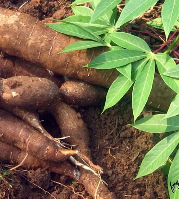 Yvette Valérie Doume ép. Banlog : « Le manioc a une très grande valeur ajoutée « 